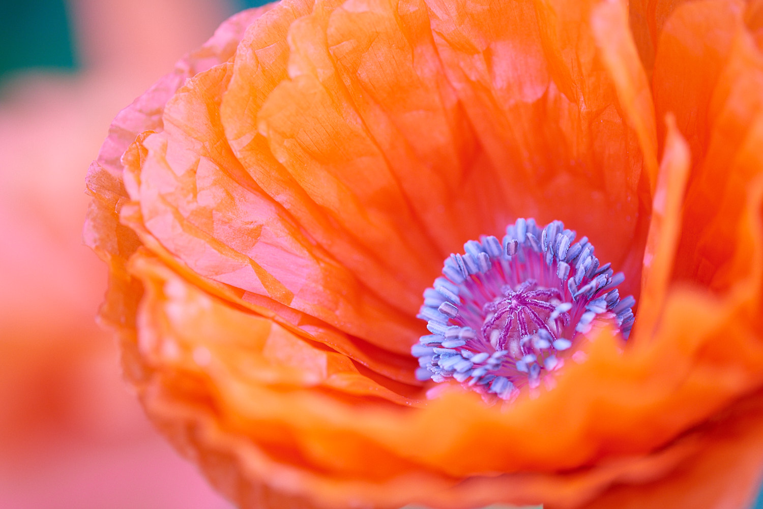 Colorful Flower Blossom
