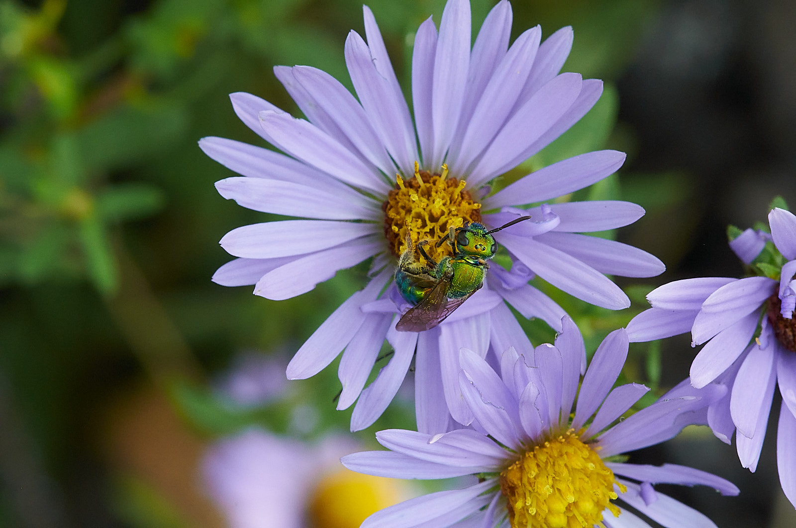 Macro Close Up Nature