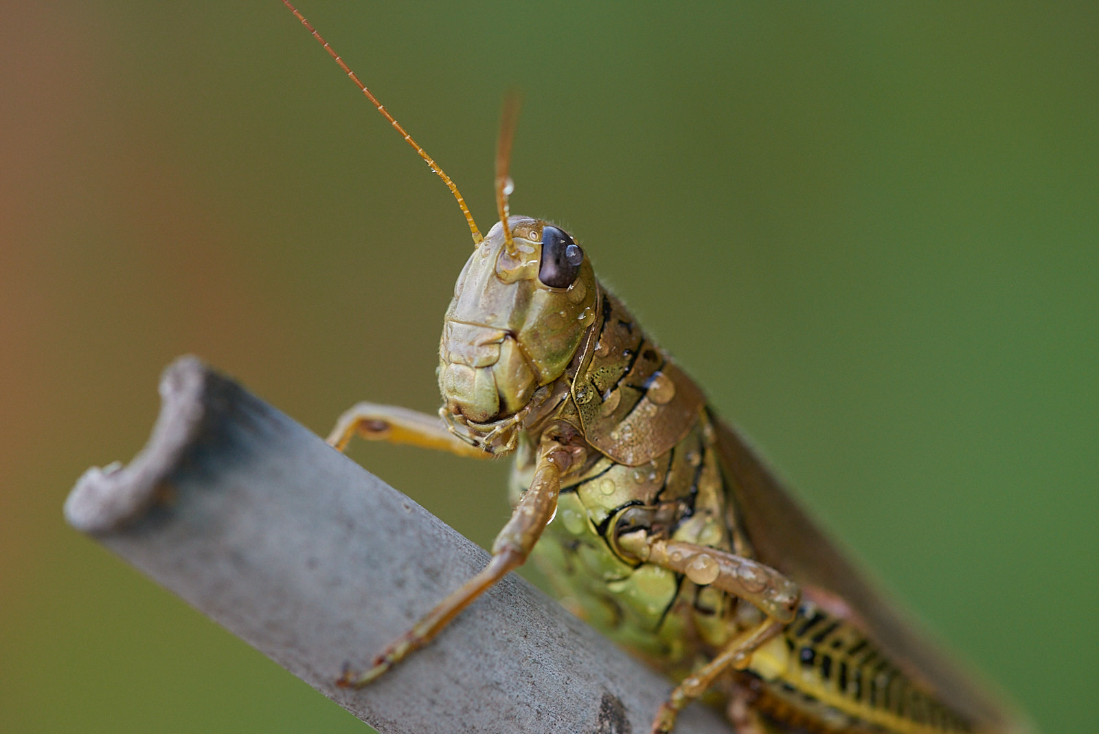 Macro Close Up Nature