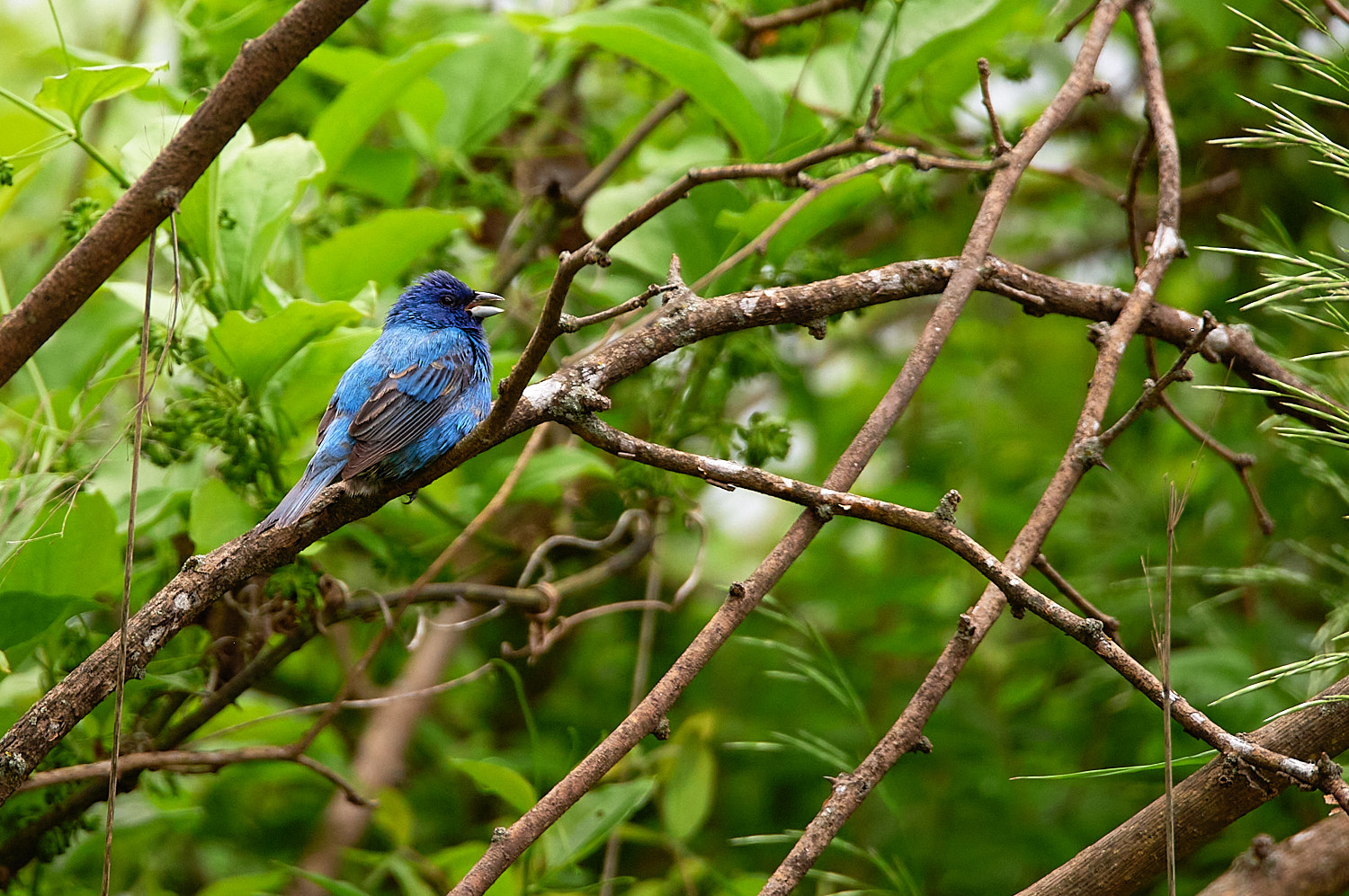 Indigo Bunting